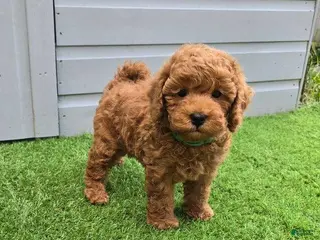 Toy Poodle dogs Toy Poodle Puppy 1 - Ad 28