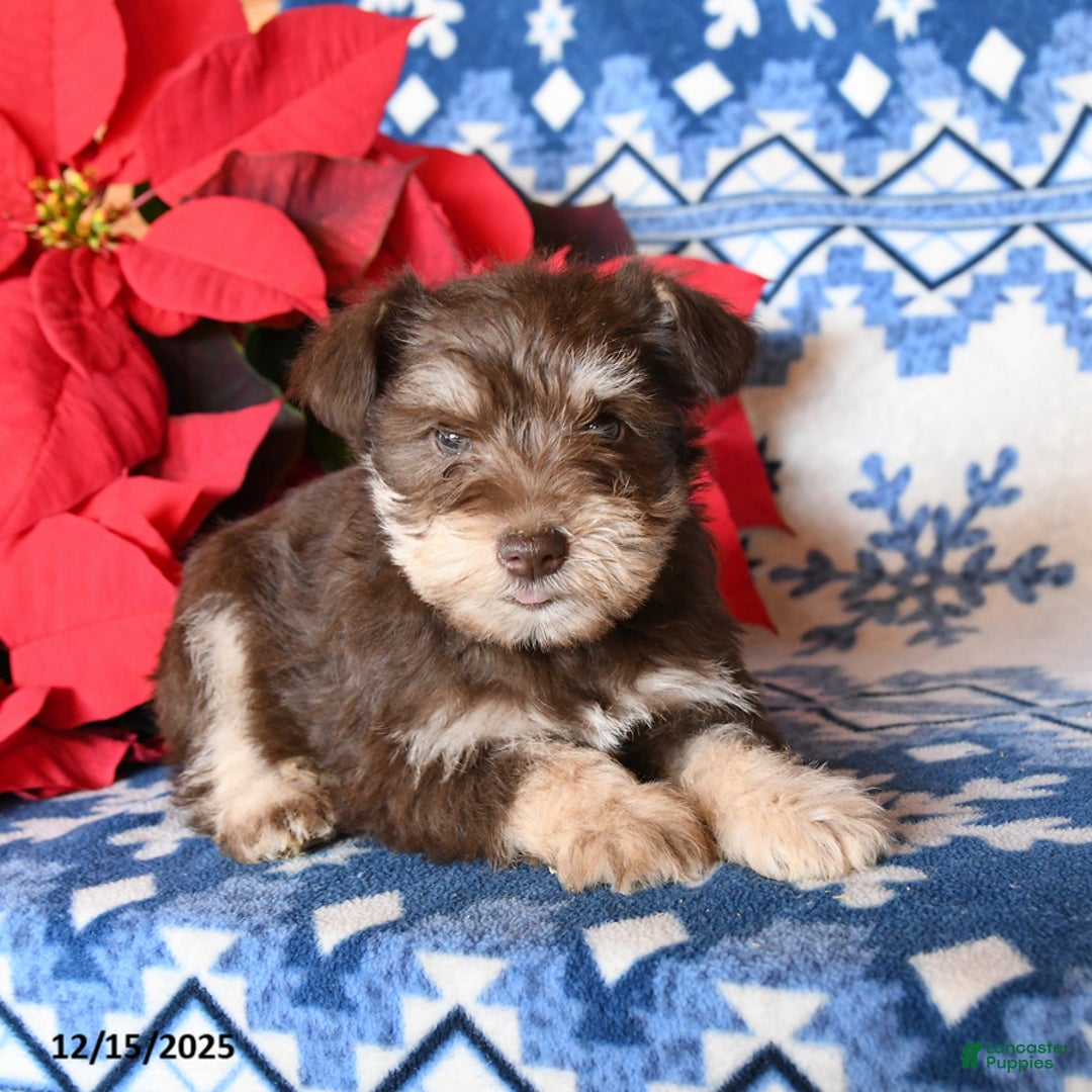 Miniature Schnauzer dogs for sale: Ozzie - Ad 3