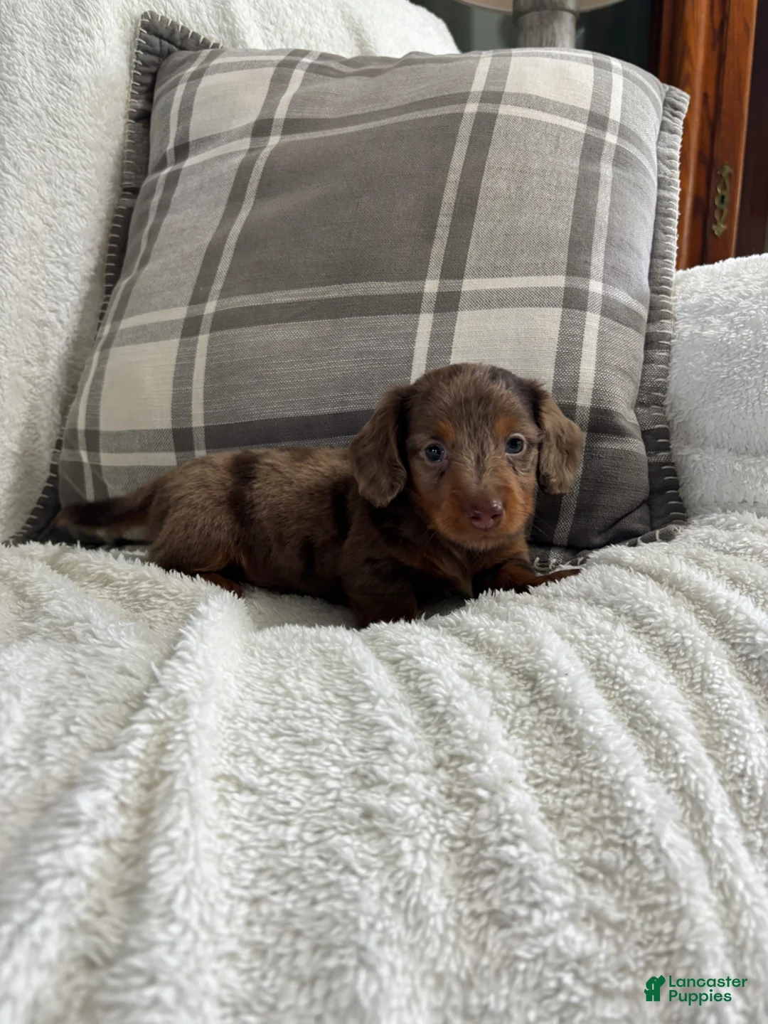 Miniature Dachshund dogs for sale: Puppy 1 - Ad 7