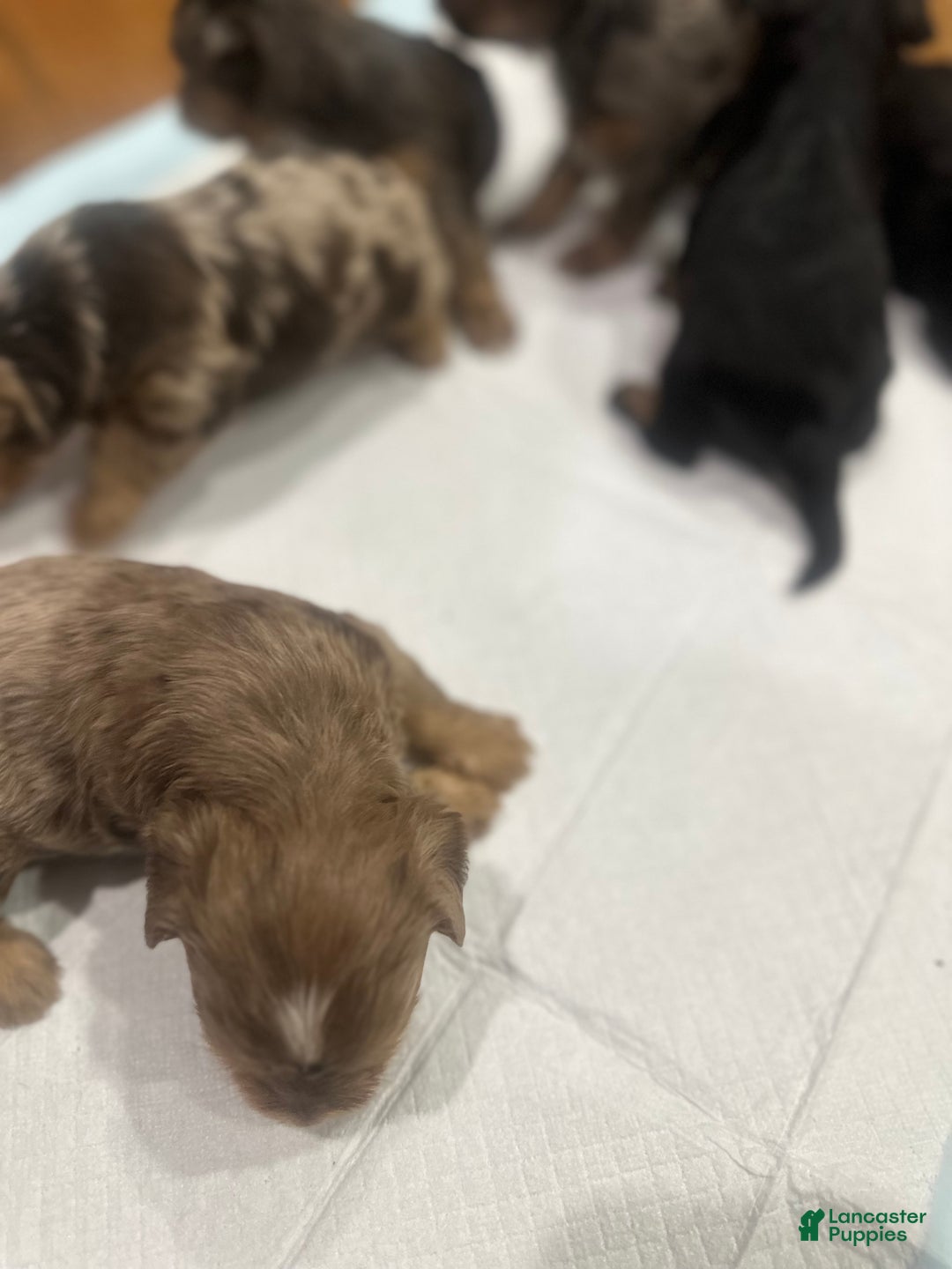 Yorkshire Terrier dogs for sale: Yorkshire Terrier Puppy 2 - Ad 1