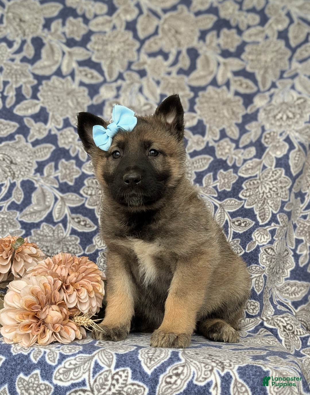 Mixed Breed dogs for sale: Dina - Ad 3