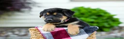 Sheprador dogs for sale: Boone - Ad 3