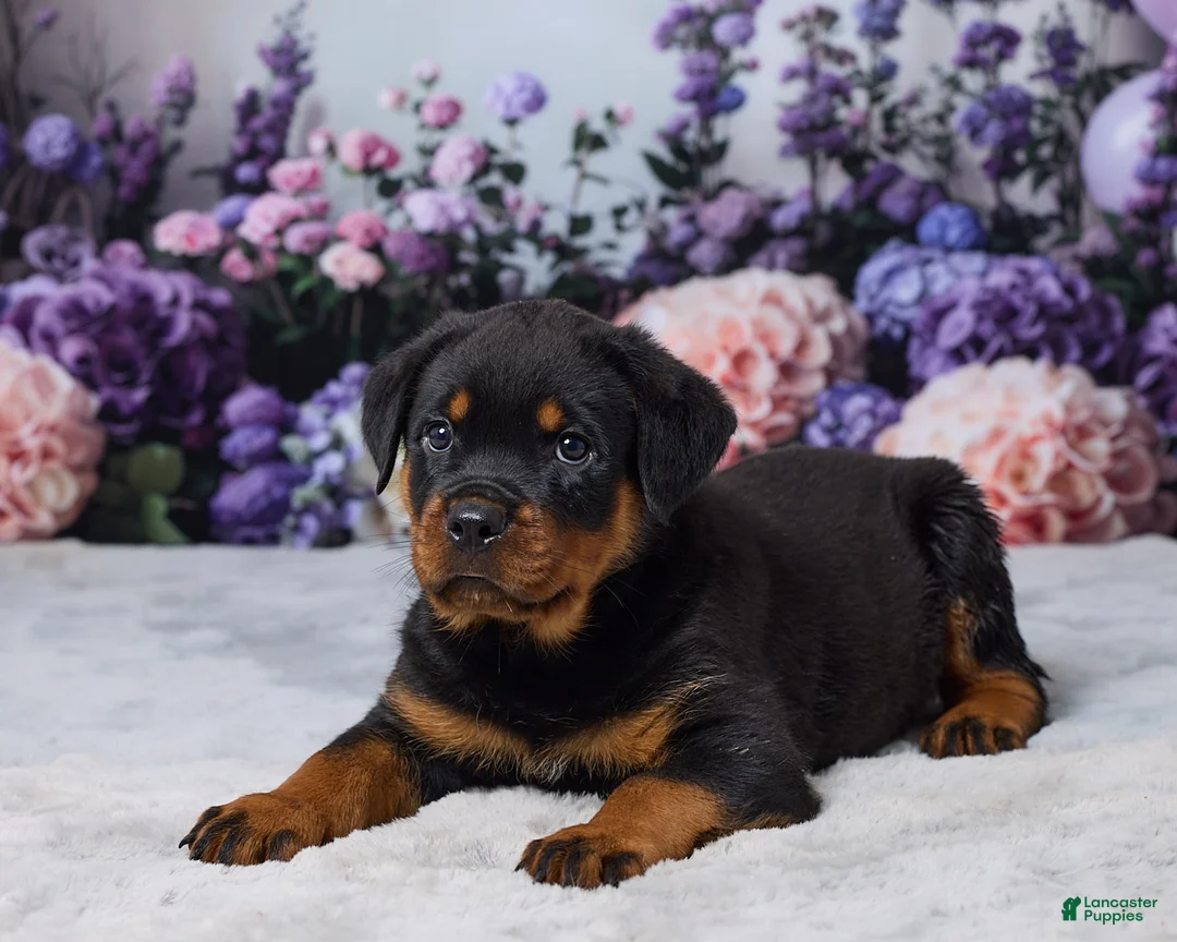 Rottweiler dogs for sale: Gunnar - Ad 5