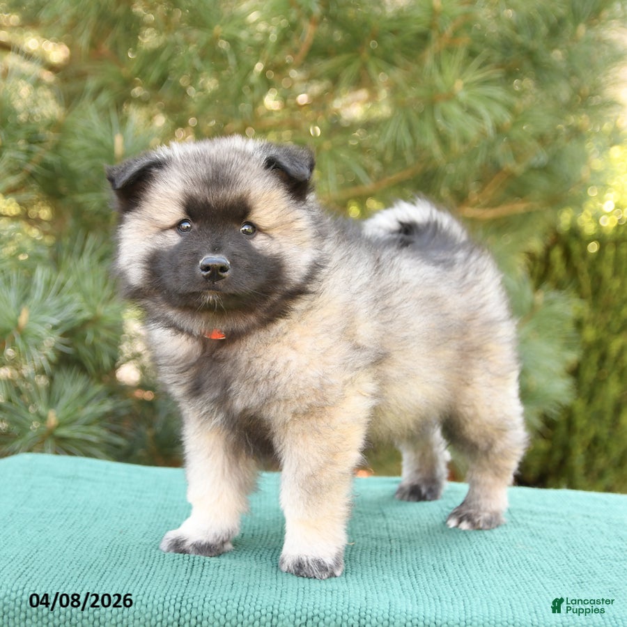 Keeshond dogs Smores - Ad 2