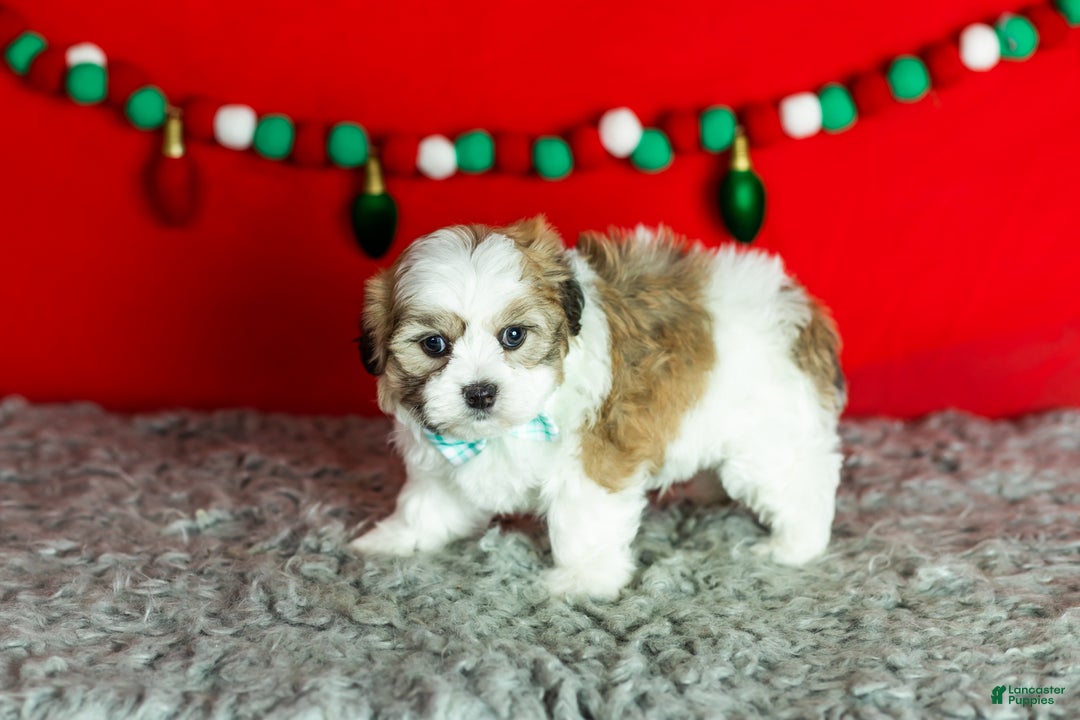 Teddy Bear dogs for sale: Monte - Ad 2