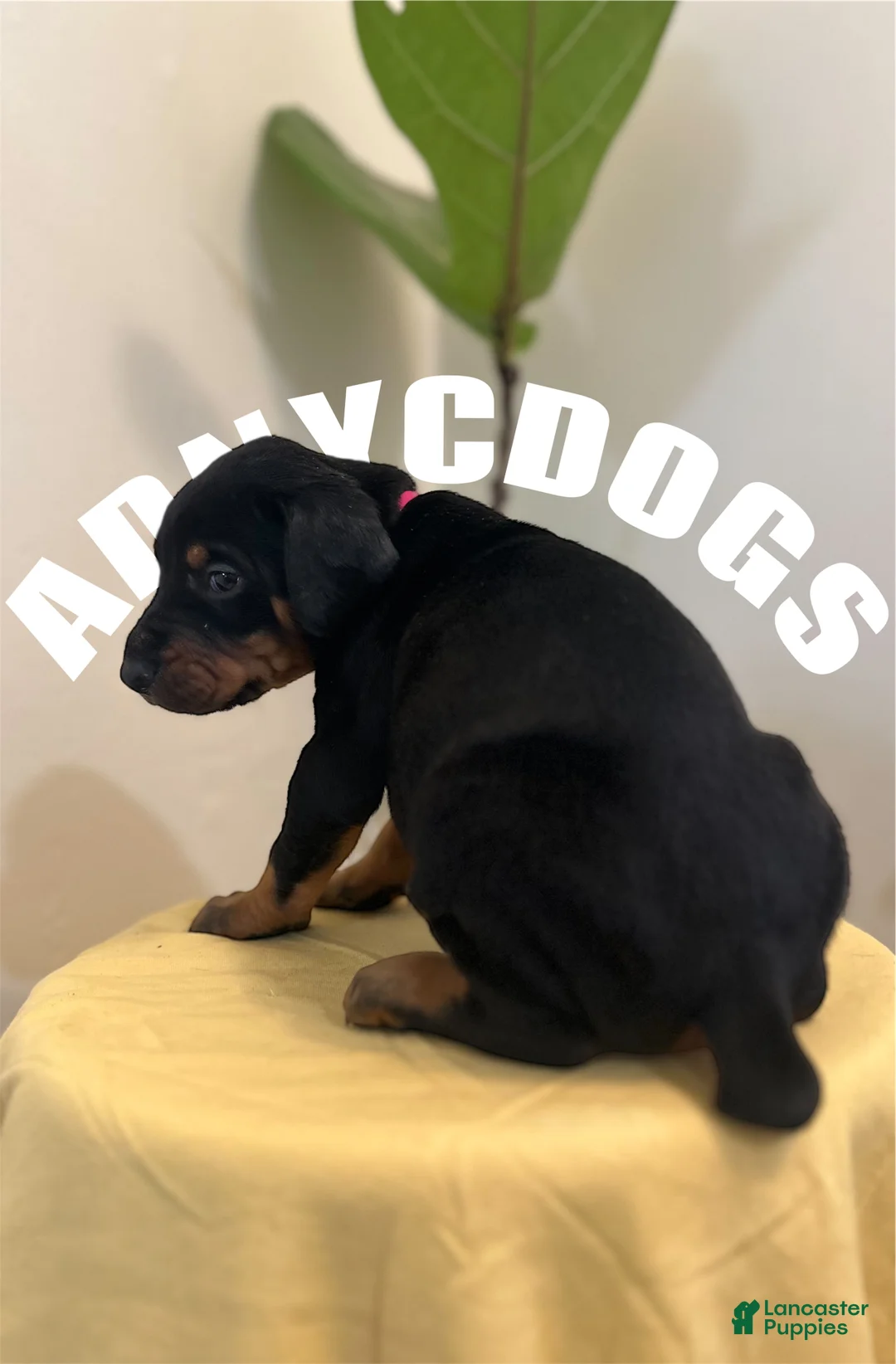 Doberman Pinscher dogs for sale: Doberman Pinscher (Male) - Ad 7