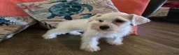 Miniature Schnauzer dogs for sale: Prissy - Ad 2