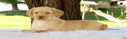 Labrador Retriever dogs for sale: Lola - Ad 4