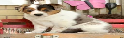 Australian Shepherd dogs for sale: Amber - Ad 5