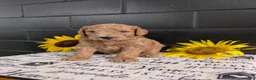 Goldendoodle dogs for sale: Lincoln  - Ad 1