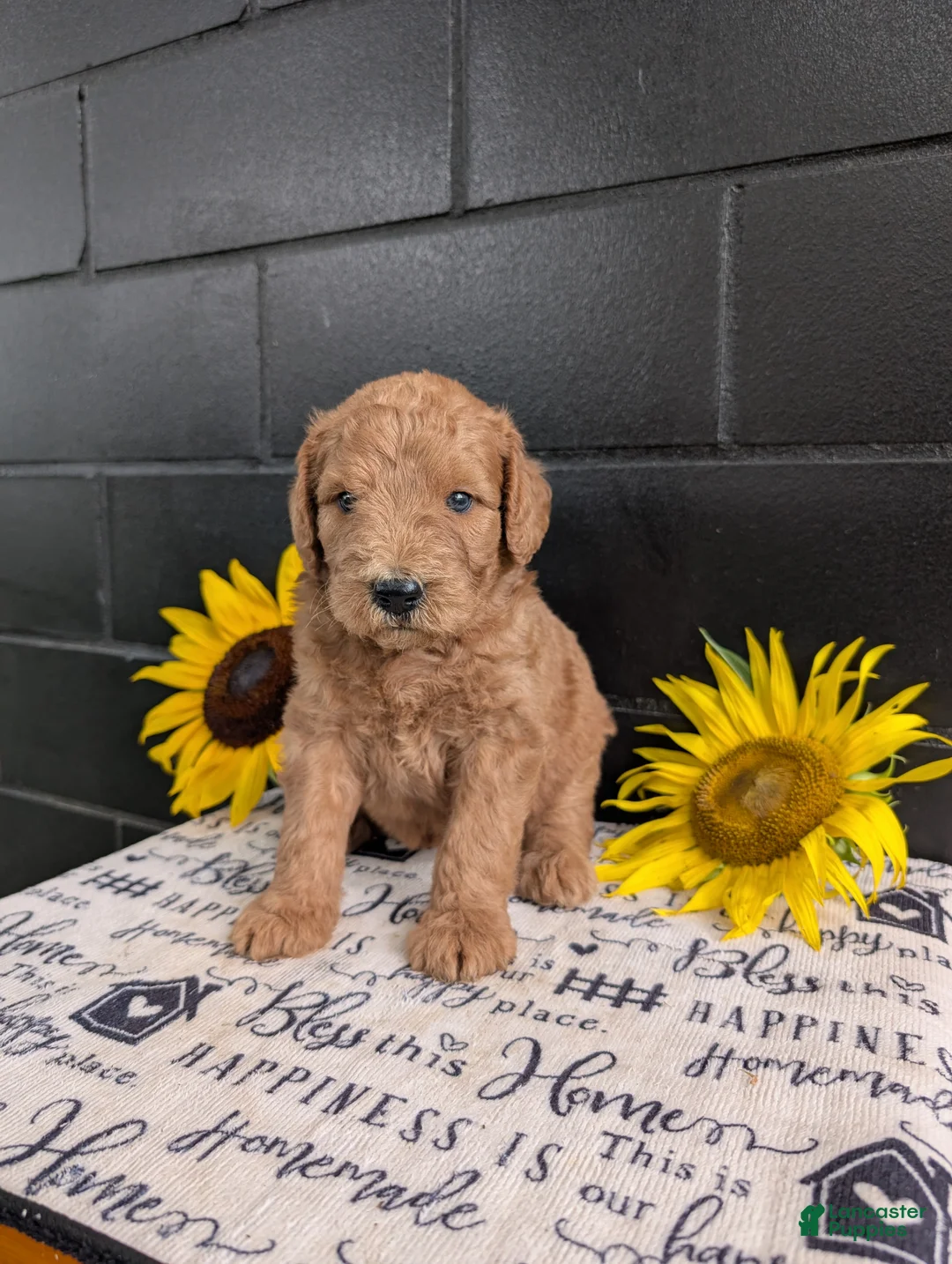 Goldendoodle dogs for sale: Lincoln  - Ad 1
