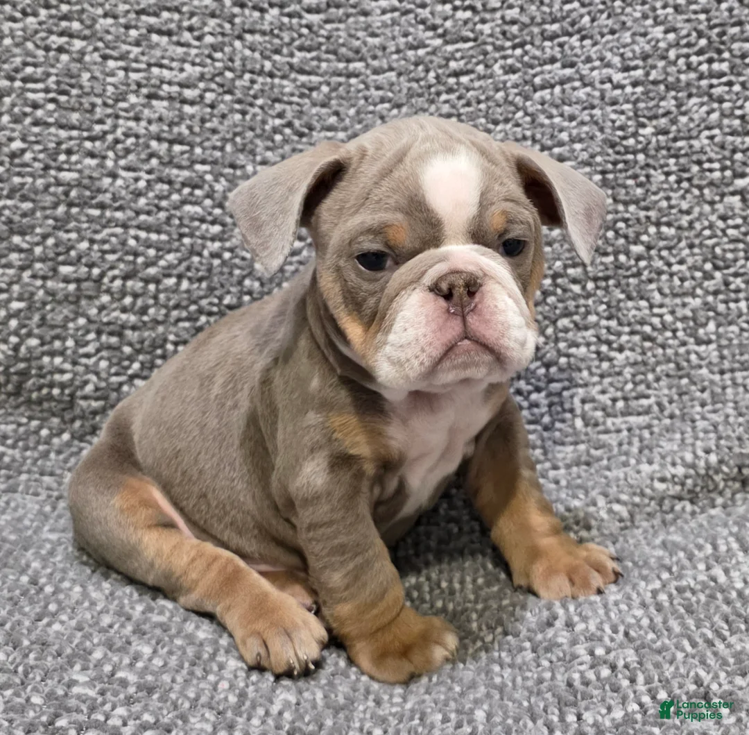 English Bulldog dogs for sale: Speedie - Ad 4