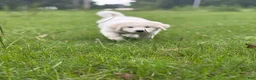 Great Pyrenees dogs for sale: DAPHNE - Ad 2