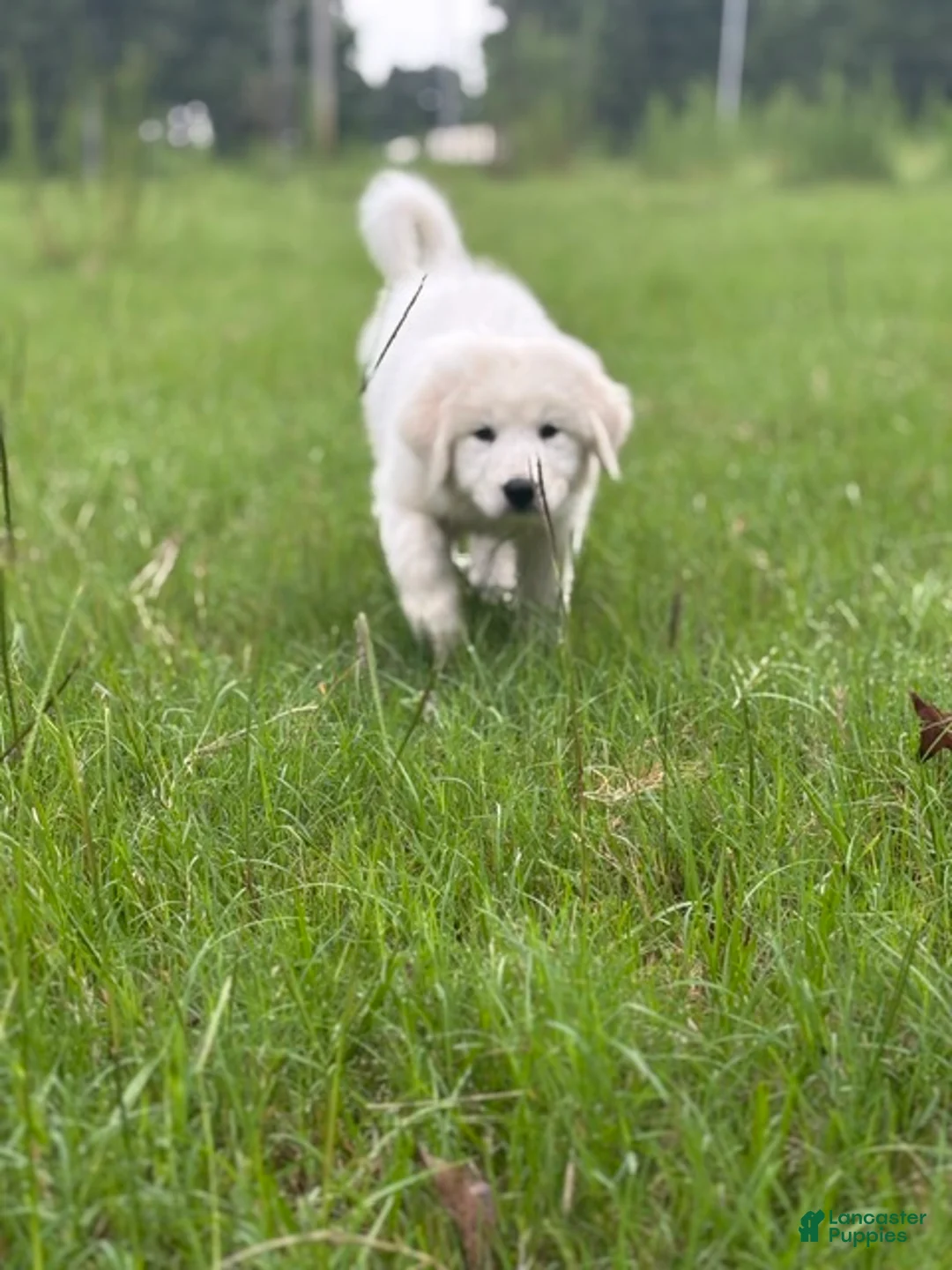 Great Pyrenees dogs for sale: DAPHNE - Ad 2