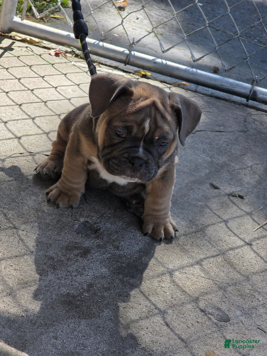 American Bully dogs for sale: American Bully 2 - Ad 2