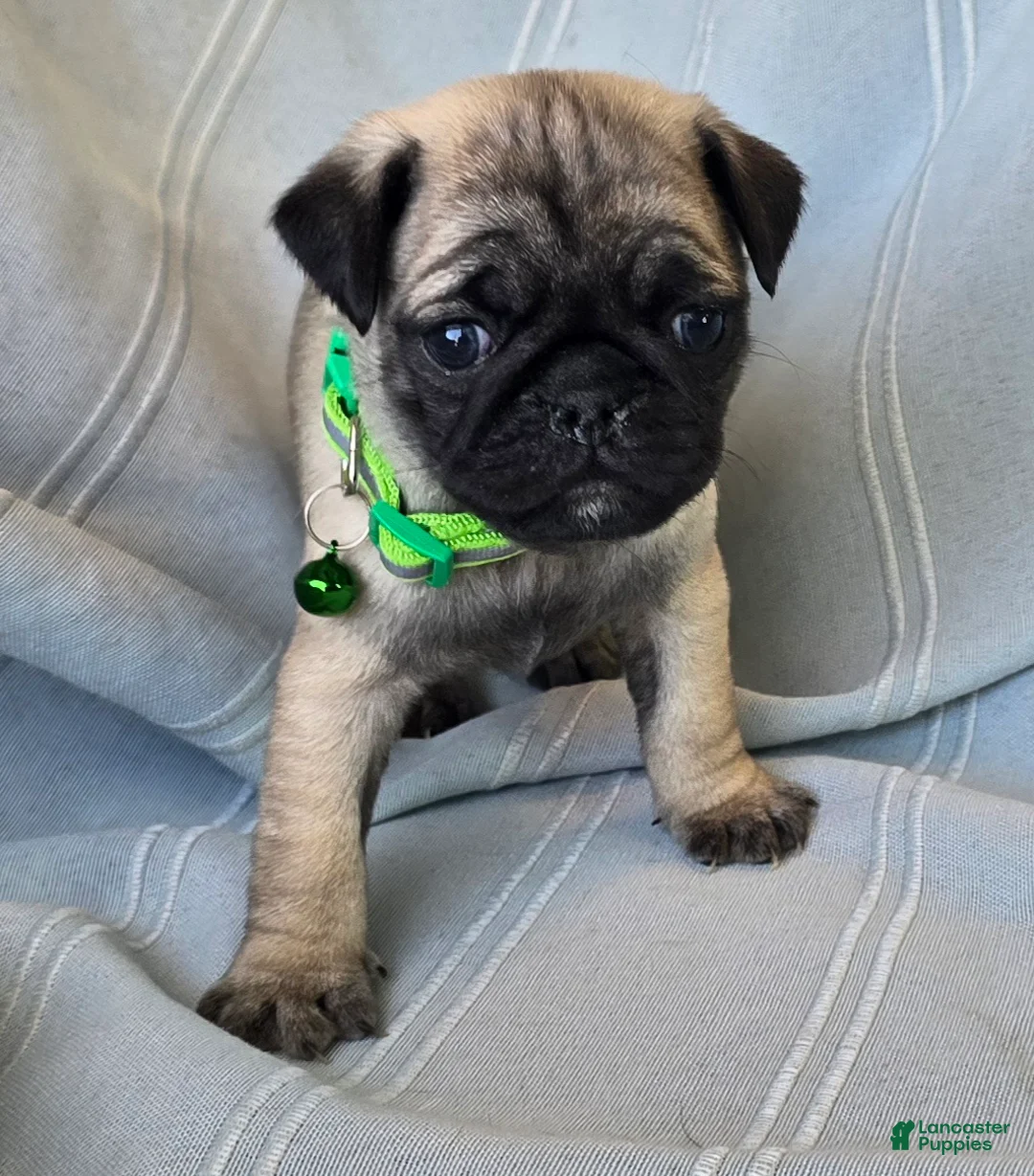 Pug dogs for sale: Bennie - Ad 1
