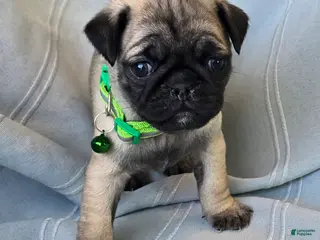 Pug dogs Bennie - Ad 41