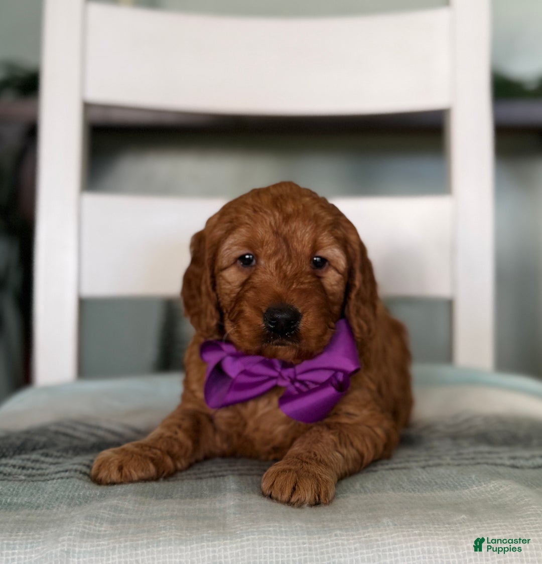 Mini Goldendoodle dogs for sale: Nicole - Ad 1