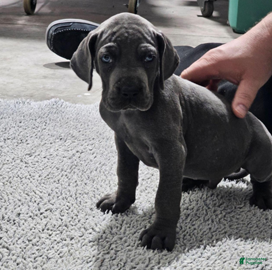 Great Dane dogs for sale: Tonka - Ad 1
