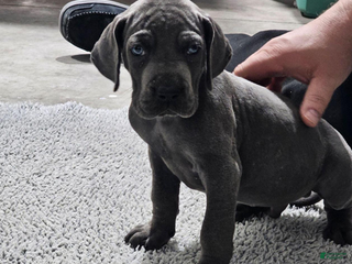 Great Dane dogs Tonka - Ad 16