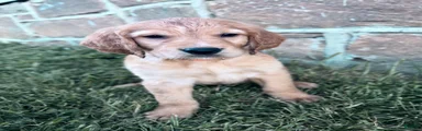 Nemo 