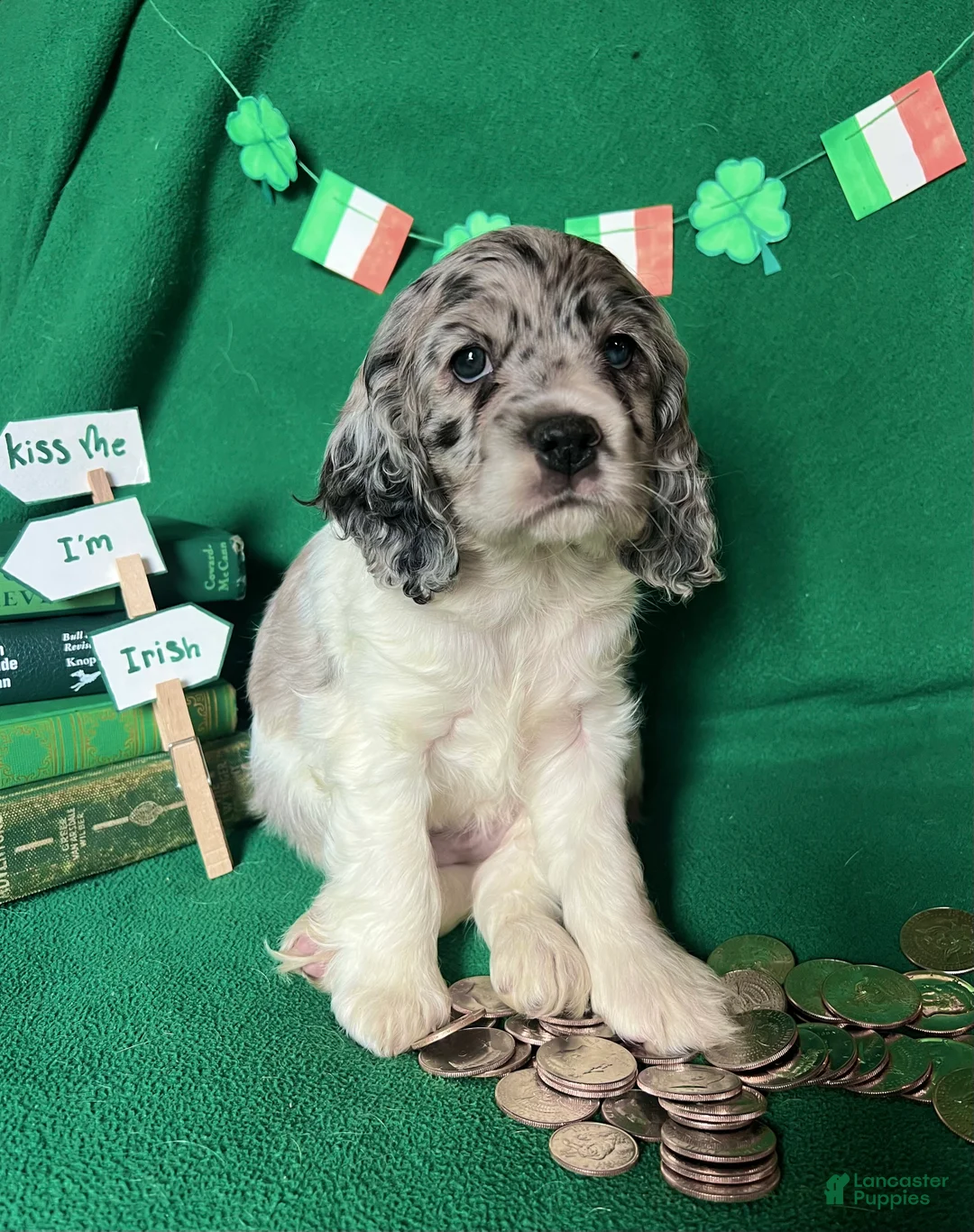 Cocker Spaniel dogs for sale: Sven - Ad 2