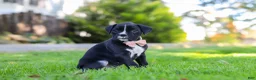 Boxer dogs for sale: Bella - Ad 6