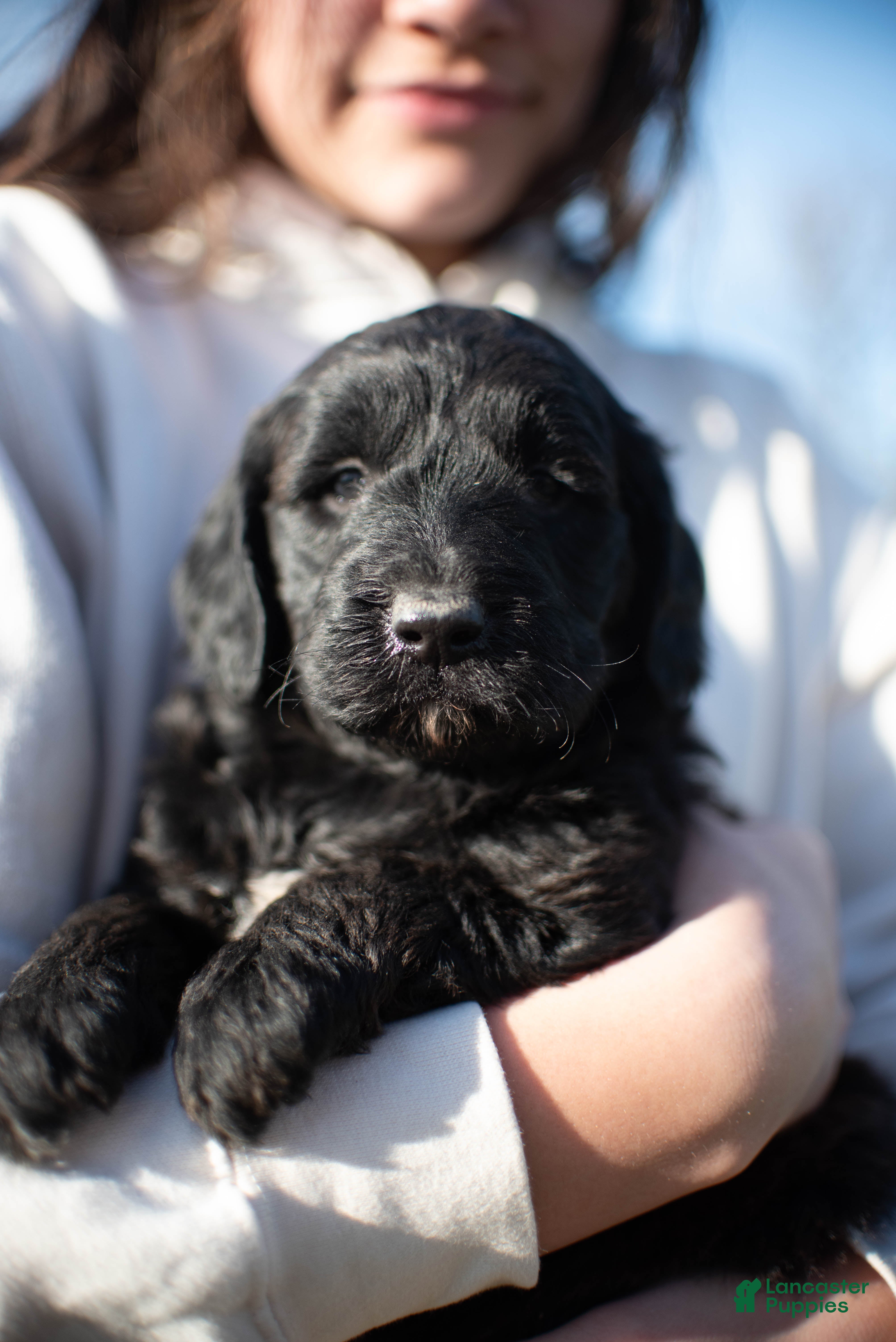 Goldendoodle dogs Tulip - Ad 1