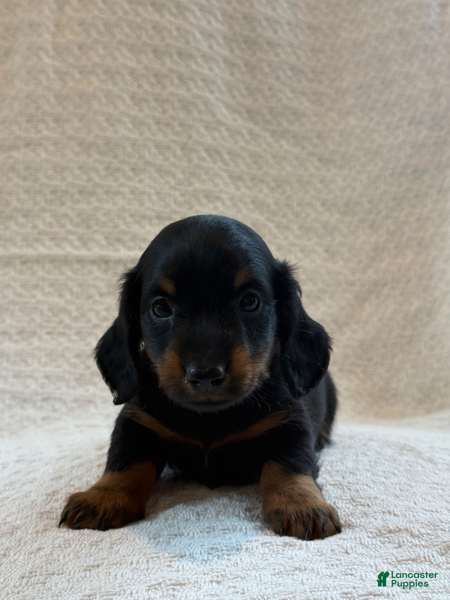 Miniature Dachshund dogs Archie - Ad 2