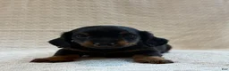 Miniature Dachshund dogs for sale: Archie - Ad 2