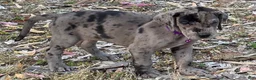 Great Dane dogs for sale: Opana - Ad 6
