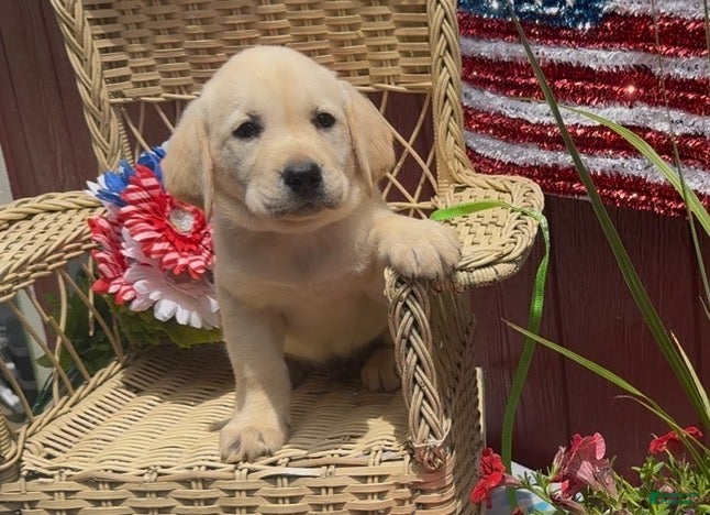 Labrador Retriever dogs for sale: Labrador Retriever Puppy 3 - Ad 3
