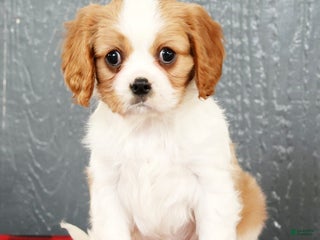 Cavalier King Charles Spaniel dogs Olivia - Ad 3