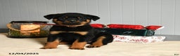 Rottweiler dogs for sale: KitKat - Ad 1