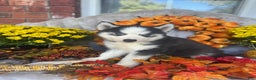Siberian Husky dogs for sale: Siberian Husky Puppy 3 - Ad 5
