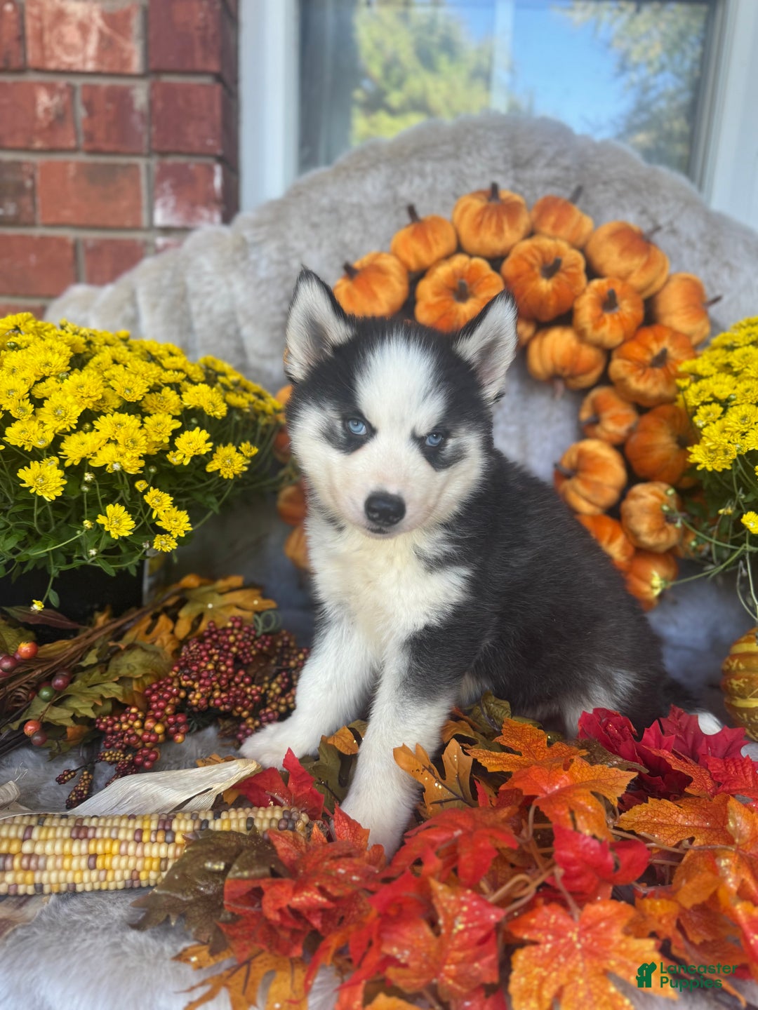 Siberian Husky dogs for sale: Siberian Husky Puppy 3 - Ad 5