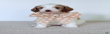  Daisy-mini 