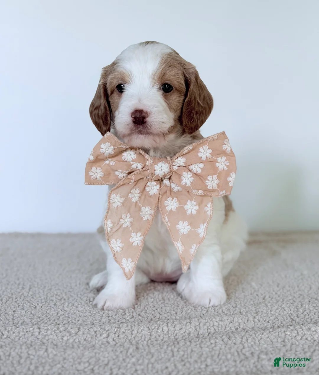 Mini Goldendoodle dogs for sale:  Daisy-mini  - Ad 1