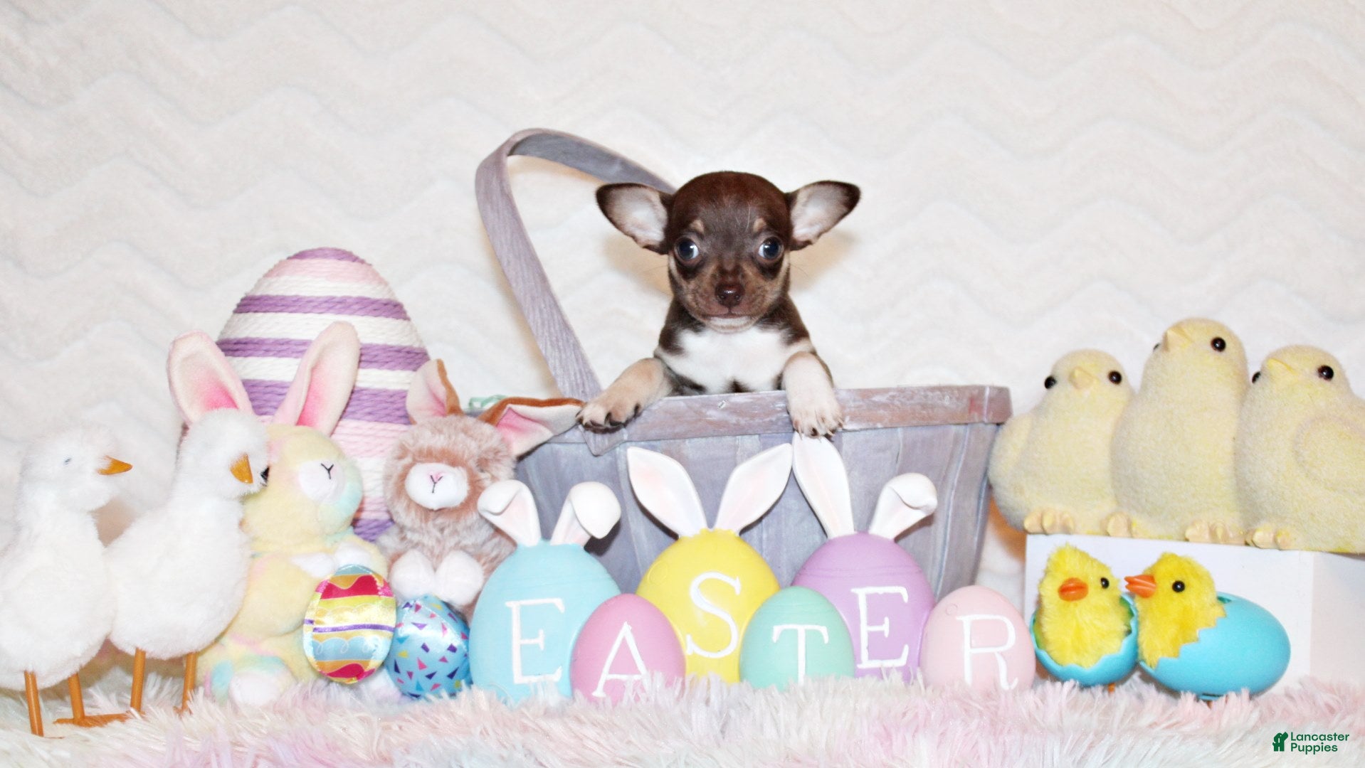 Chihuahua dogs Remus - Ad 14