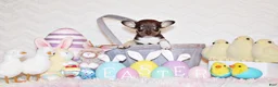 Chihuahua dogs for sale: Remus - Ad 4