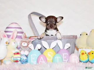 Chihuahua dogs Remus - Ad 14