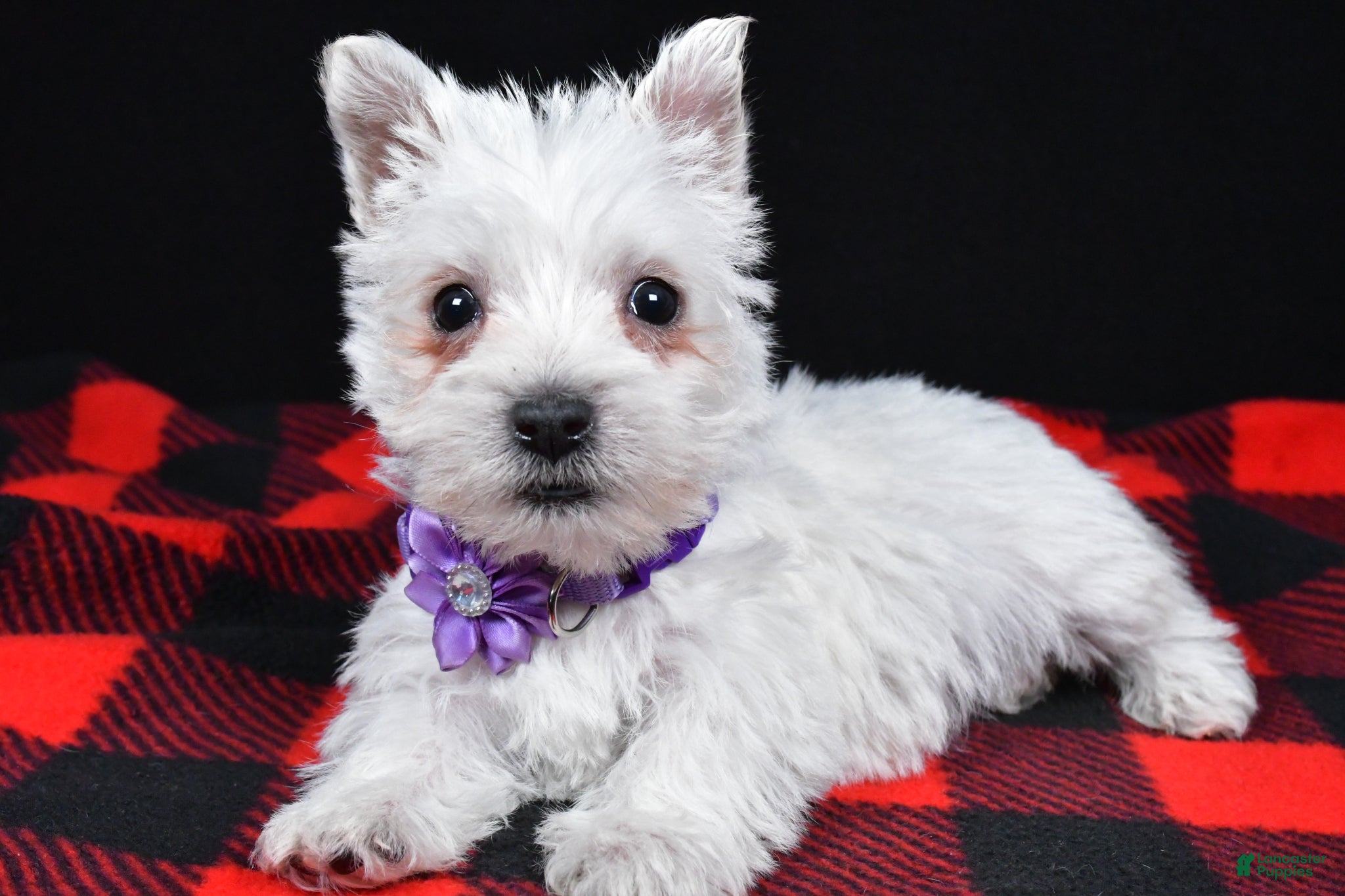 West Highland Terrier dogs Kayla - Ad 1