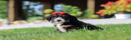 Mini Bernedoodle dogs for sale: Moonstone - Ad 6