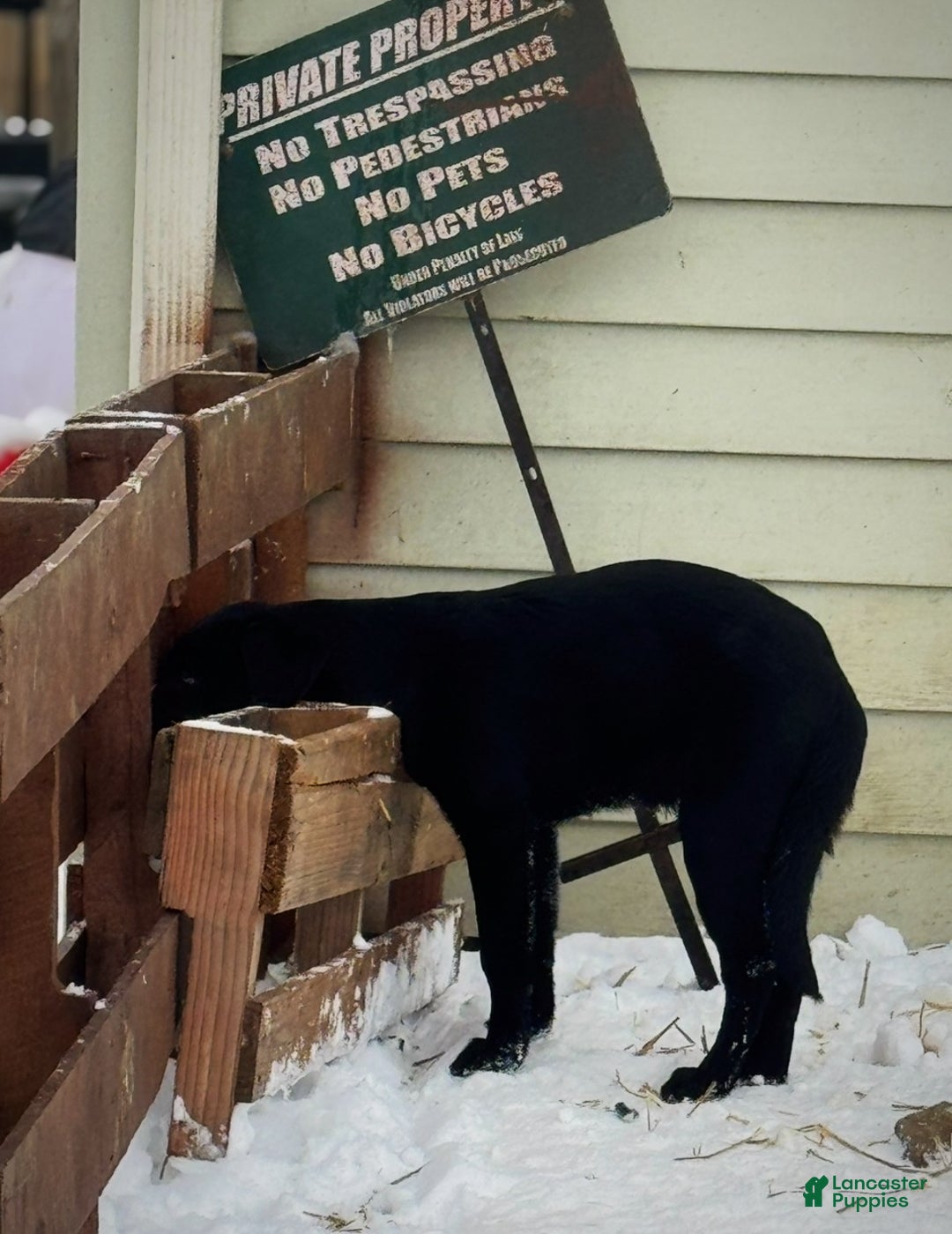 Labrador Retriever dogs for sale: Labrador Retriever Puppy 1 - Ad 14