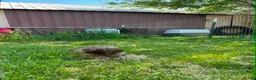 Shorkie dogs for sale: Shorkie Puppy 3 - Ad 2