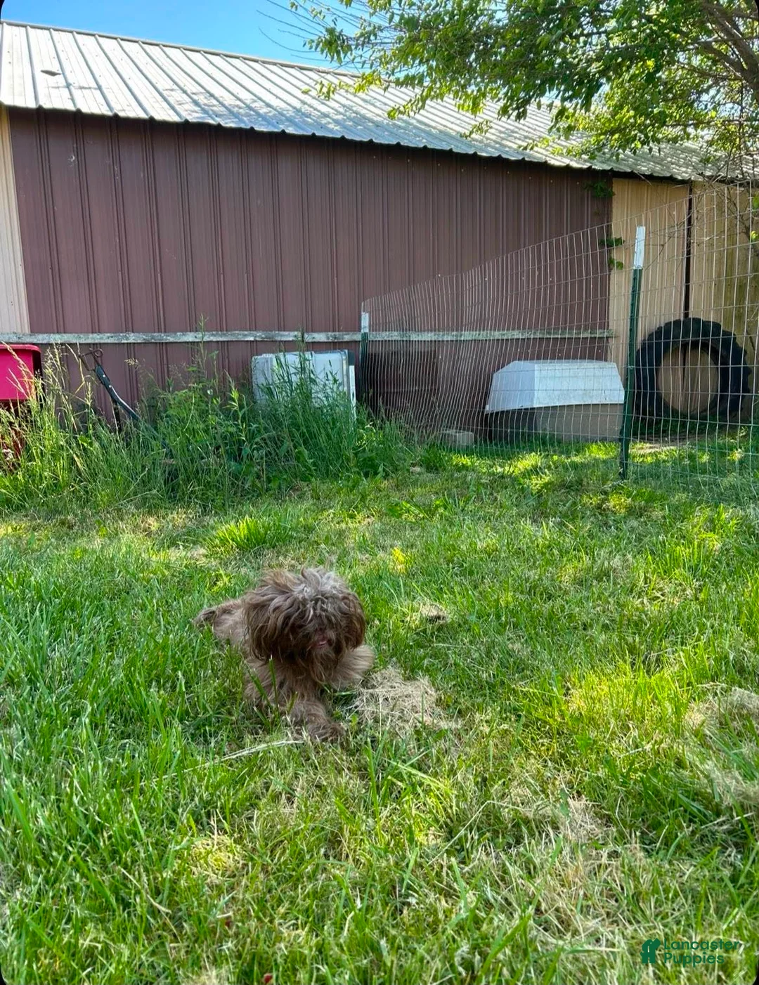Shorkie dogs for sale: Shorkie Puppy 3 - Ad 2
