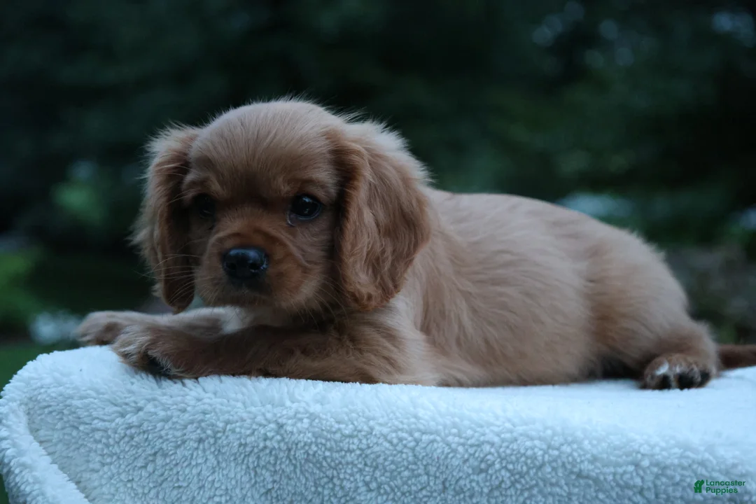 Cavalier King Charles Spaniel dogs for sale: Teddy - Ad 12