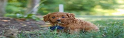 Cavapoo dogs for sale: Kobe - Ad 4