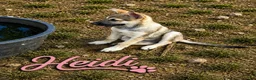 German Shepherd dogs for sale: Heidi - Ad 1