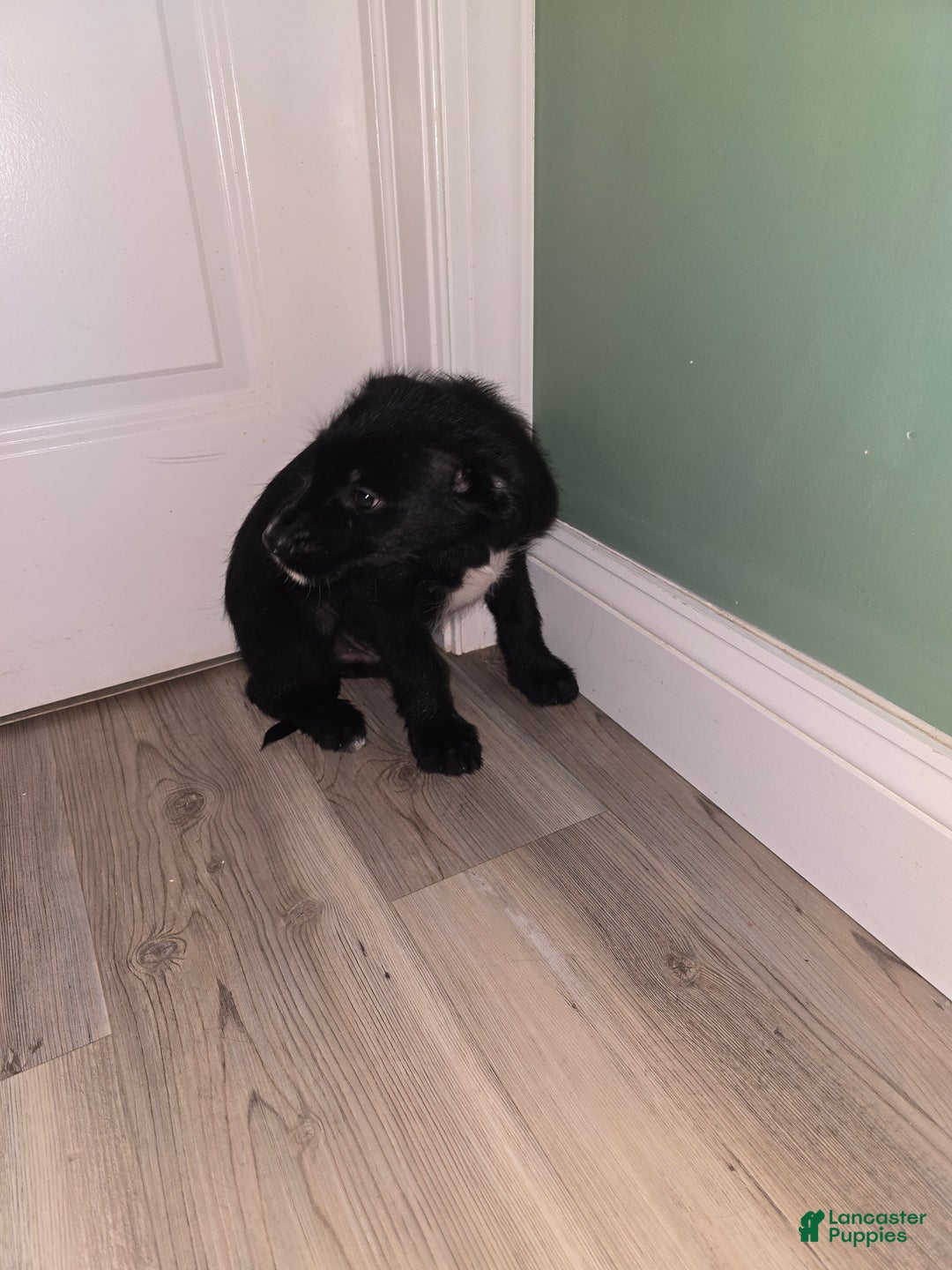 Mixed Breed dogs for sale: Male 2 - Ad 1